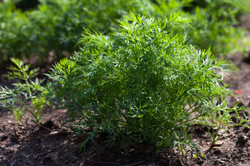 Dill. Herb leaf background, Organic vegetables healthy vegetable, agricultural