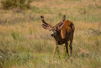 A Nice Mule Deer Buck with Velvet Antlers