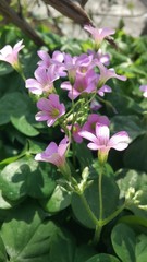 Four Leaved Clover flower