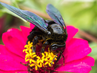 horned long bee