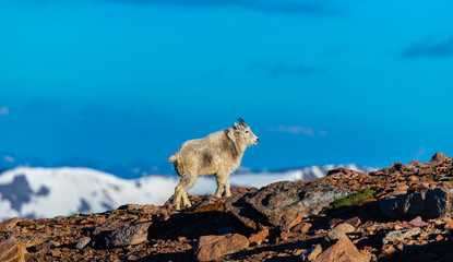 An Adult Mountain Goat Heading Up a Mountain in the Colorado Rockies