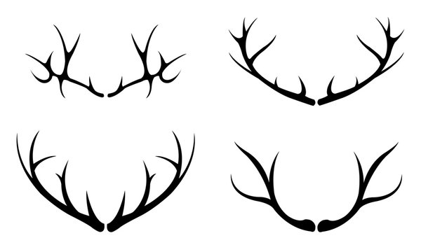 Set of different deer antlers isolated on white