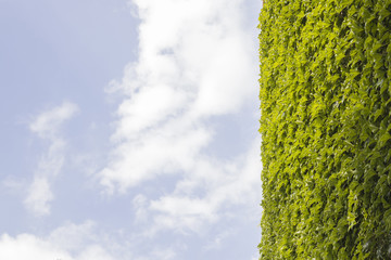 Ivy on a wall with cloudy sky