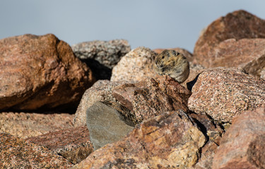 American Pika Blending in with Rocks