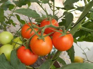 tomato, food, vegetable, red, tomatoes, fresh, ripe, organic, healthy, green, agriculture, isolated, plant, cherry, fruit, salad, vegetables, vine,