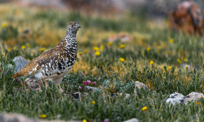 A White-tailed Ptarmigan in Spring Plumage in an Alpine Mountain Meadow