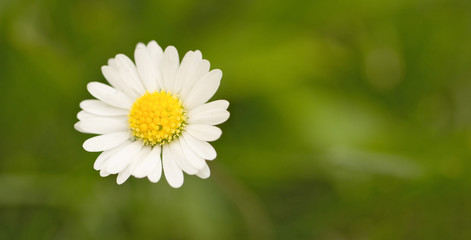 Obraz premium Flowering daisy from close-up on green background. Picture from summer meadow.