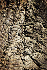 texture of old damaged wood