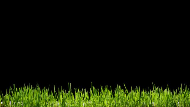 time lapse growing  green grass on black background
