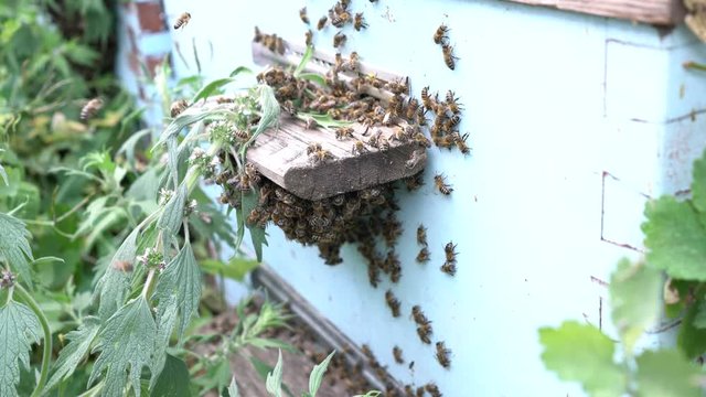 Honey bees infront of hive enterence