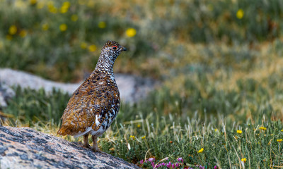 A White-tailed Ptarmigan in Spring Plumage in an Alpine Mountain Meadow