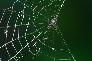 Spider web with knots on a green background. Closeup, selective focus