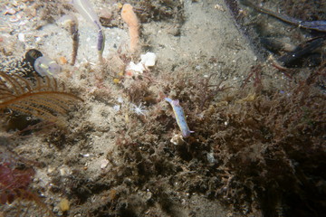Nudibranch-Hypselodoris Bennetti