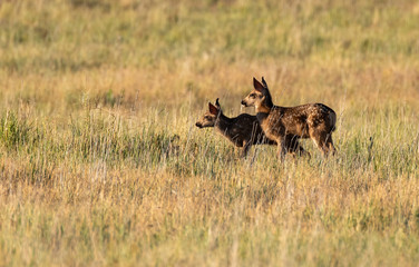 Naklejka na ściany i meble Adorable Mule Deer Fawn Twins Playing in a Meadow During Morning Hours