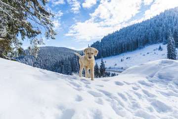 Cute dog playing in the snow