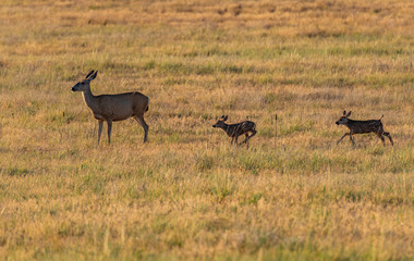 A Baby Mule Deer Fawn Running After Its Mother