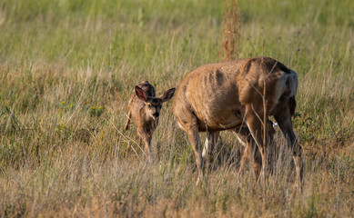 An Adorable Mule Deer Fawn Running Towards Its Mother