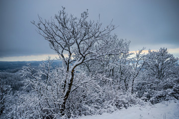 Winter landscape with fresh snow