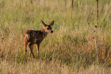 A Baby Mule Deer Fawn in a Meadow 