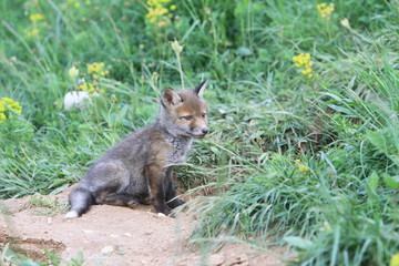 Renardeau devant son terrier