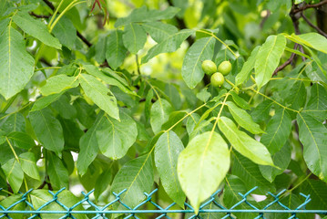 Green walnut growing on a tree, maturation