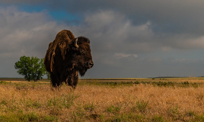 A Bison on the Plains of Colorado Before a Storm © Kerry Hargrove