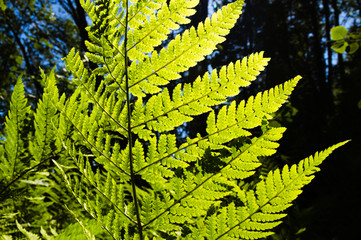 Leuchtend grüner Farn im Sonnenlicht