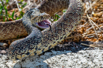Naklejka premium A Threatened Bull Snake in Defensive Strike Pose