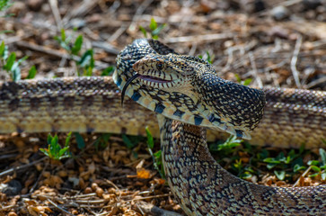 A Bull Snake in Threatened Stance