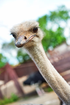 ostrich on an ostrich farm