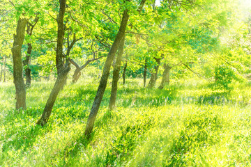 Tree trunk in park with field of green grass and sun light