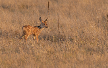 A Baby Mule Deer Fawn in a Meadow 