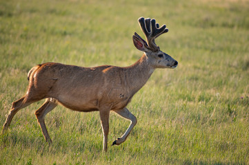 A Nice Mule Deer Buck with Velvet Antlers