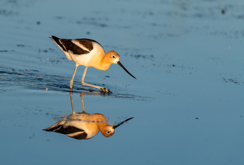 An American Avocet Searching for Food in a Shallow Lake 