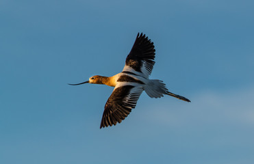 An American Avocet in Flight