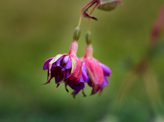 buds of purple-pink fuchsia hanging from a branch against a background of green grass