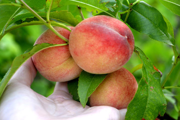 Peaches on a branch and in hand