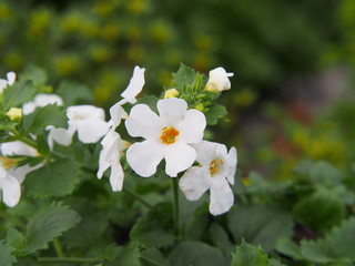 Fototapeta premium White flowering Sutera cordata - bacopa