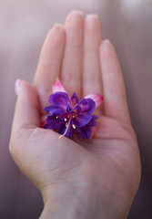 flower of purple-pink fuchsia lies on woman's palm