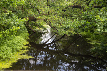 Overgrown brook in Drents-Friese Wold National Park; Drenthe, Netherlands