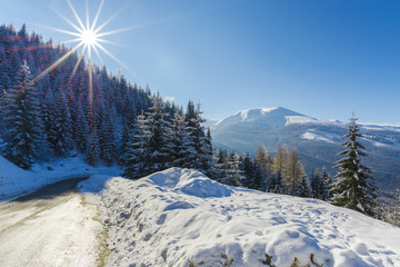 Winter snow trees in the mountains
