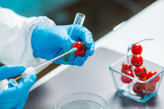 Biologist analyzing cherry tomato for pesticides