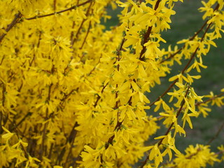 Blossoming Forsythia, yellow spring flowers