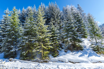 Winter snow trees in the mountains