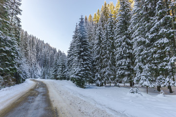 Winter snow trees in the mountains