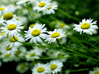 Ромашки