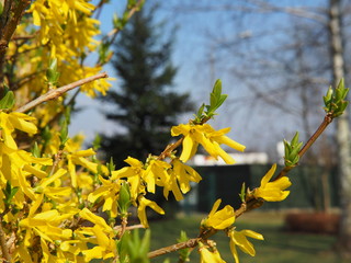 Blossoming Forsythia, yellow spring flowers