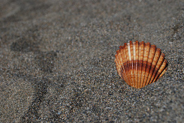 shell in the sand
