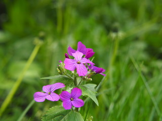 Lunaria annua - annual honesty