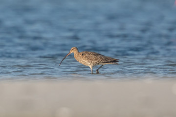 großer brachvogel